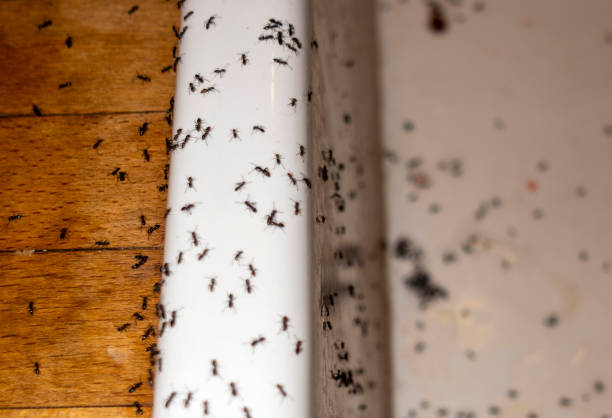 Best Pest Prevention Services  in Litchfield, IL